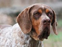 pachon navarro perro caracteristicas