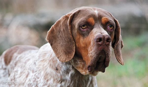 pachon navarro perro caracteristicas