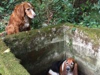perro rescata a otro perro