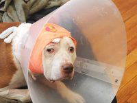 perro salva a su dueño bala en la cabeza ahora abandonado