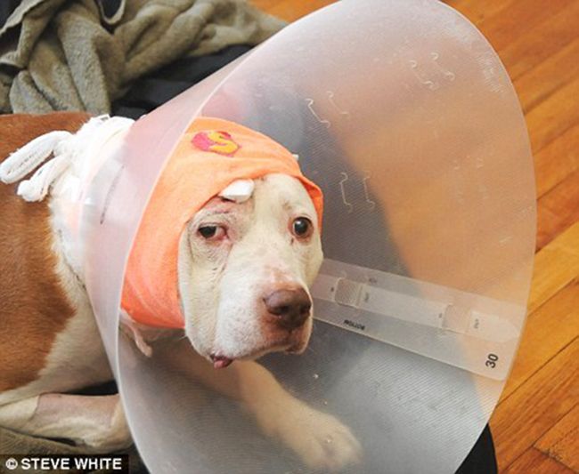 perro salva a su dueño bala en la cabeza ahora abandonado