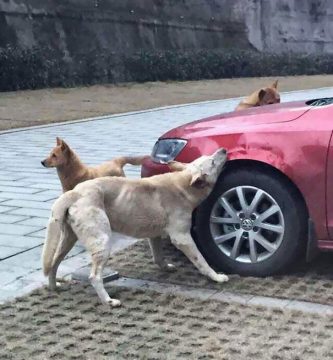 perros rompen carro maltratador