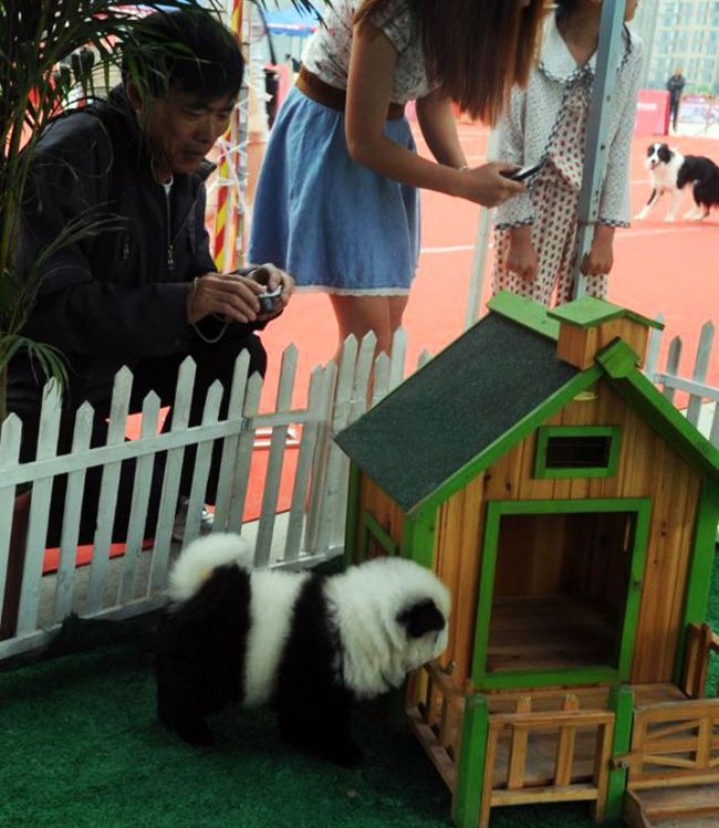 perros teñidos osos panda