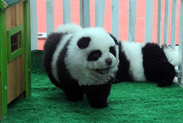 perros pintados oso panda