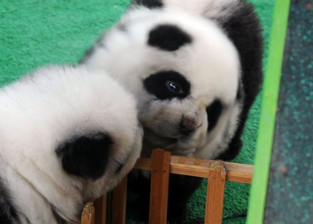 perros que parecen osos panda