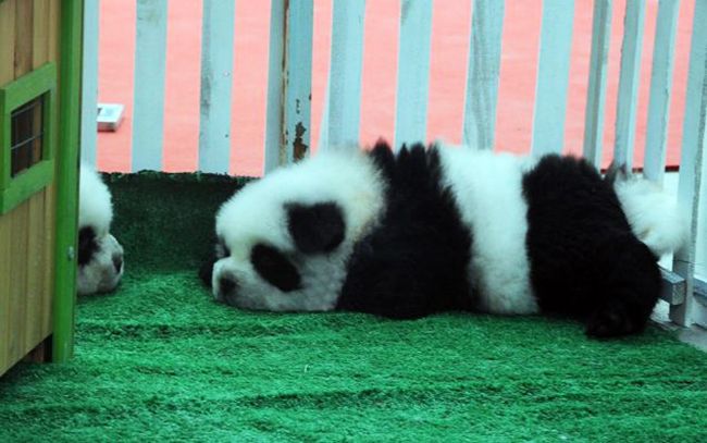 perros pintados osos panda