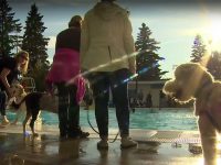 perros en la piscina video