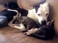 pitbull convivencia gatos