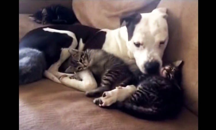 pitbull convivencia gatos