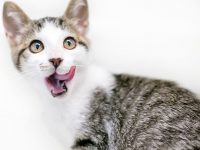 recetas para gatos