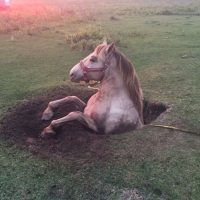 caballo caido agujero zanja grua
