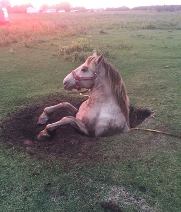 caballo caido agujero zanja grua