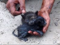 fotos de gatitos rescatados