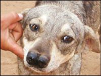 perro bolivia dos narices