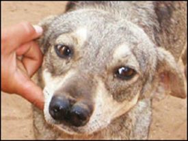 Tigre Andino (de dos narices)