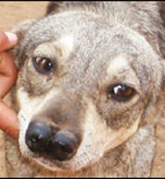 perro bolivia dos narices
