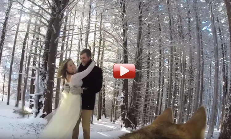 perro graba boda dueños video gopro