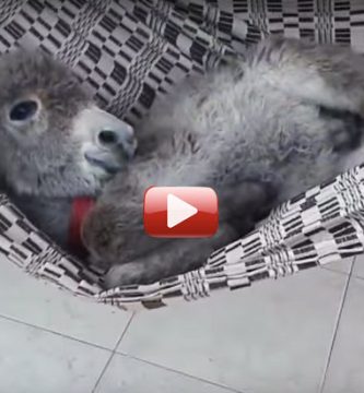 burro siesta video leo