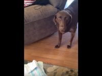 videos graciosos de perros