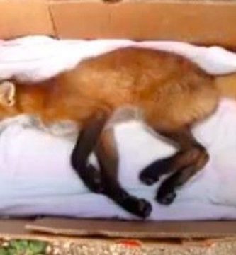 video rescate de animales