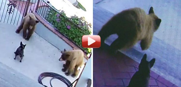 video perro bulldog asusta osos