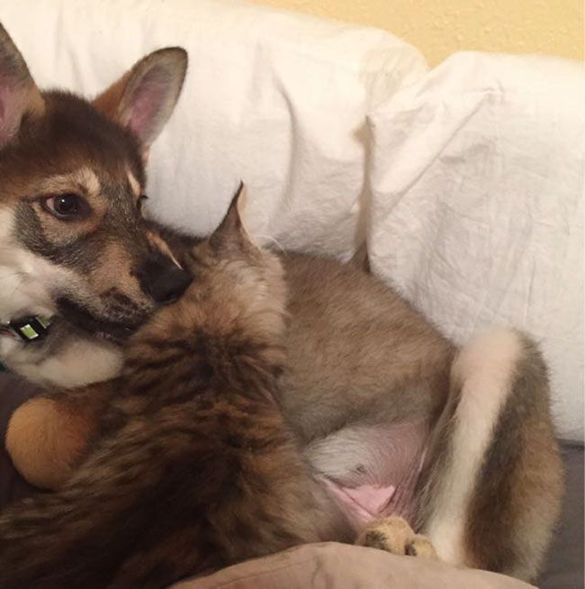 convivencia perro y gato