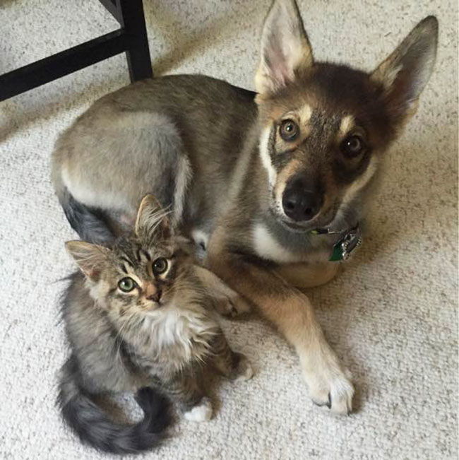 perros y gatos se llevan bien