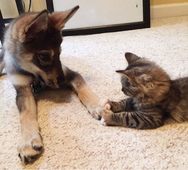 convivencia entre perrito y gatito