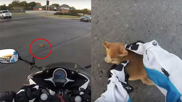 chica moto salva gatito video