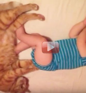 gato amasa culo bebe culito