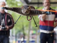 gato volador