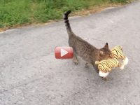 videos de gatos robando