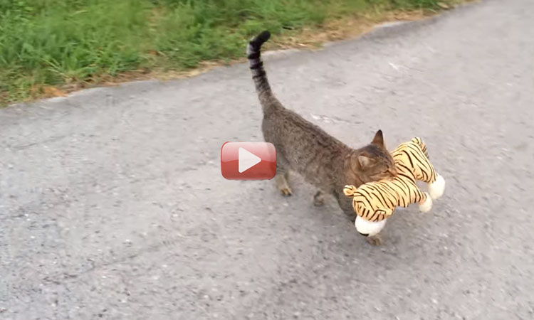 videos de gatos robando