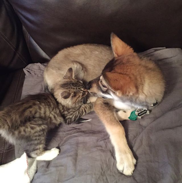 perro y gato se llevan bien