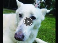 perro adopta zarigueya