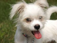 perro castrado se mea en casa