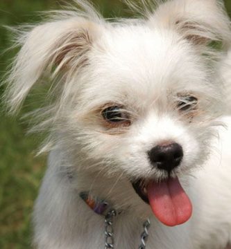 perro castrado se mea en casa