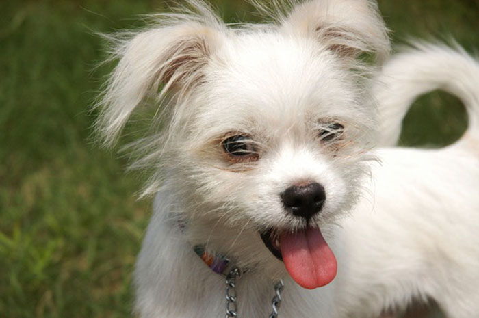 perro castrado se mea en casa