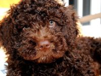 perro de aguas español caracteristicas