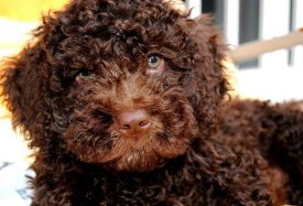 Perro de agua español