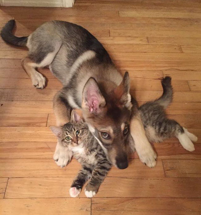 cachorro y gatito se llevan bien