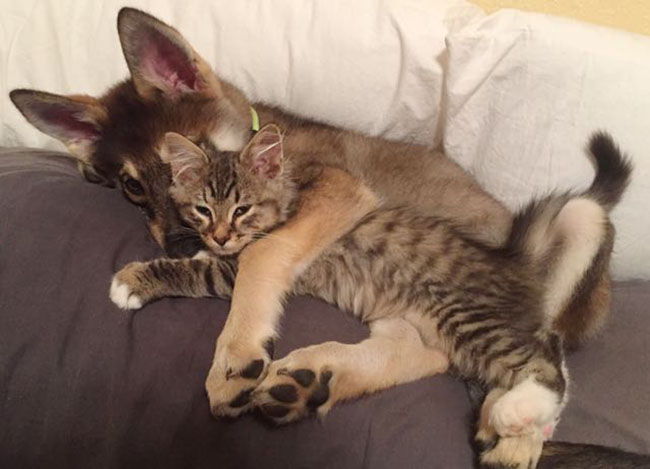 cachorro y gatito se llevan bien
