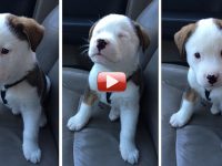 video cachorro hipo se enfada
