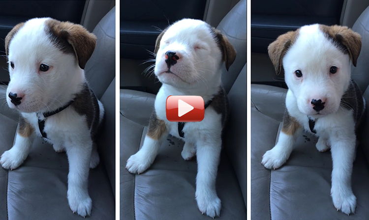 video cachorro hipo se enfada