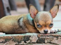 chihuahuas buenos para niños