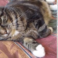 pollito duerme con gato video