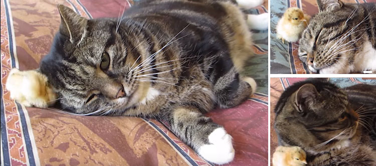 pollito duerme con gato video