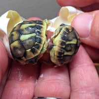 tortugas gemelas separadas al nacer