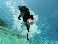 perros buceando