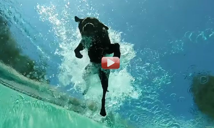 perros buceando